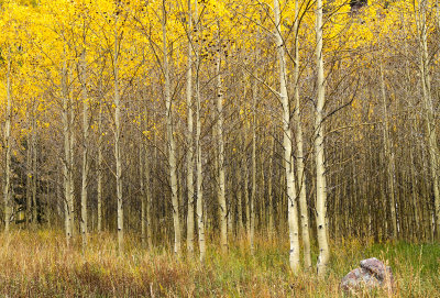 AspenTrunksSieversBase_IMG_3290.jpg