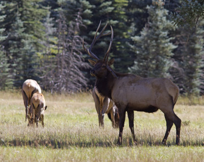 Elk1_IMG_3505-2.jpg