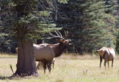 ElkBugling_IMG_3516.jpg