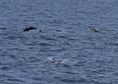 IMG_3713_JumpingDolphins.jpg