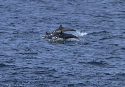 IMG_3723_DolphinsJumping.jpg