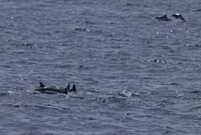 IMG_3741_7Dolphins.jpg