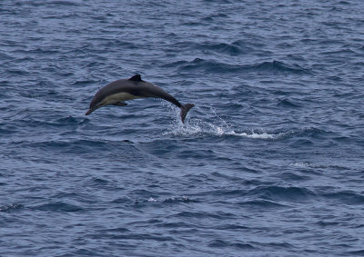 IMG_3751_DolphinJumping.jpg