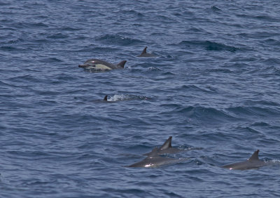 IMG_3755_DolphinLook.jpg