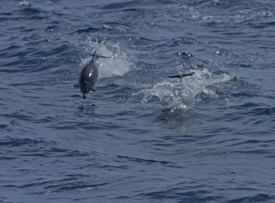 IMG_3759_DolphinsJumping.jpg