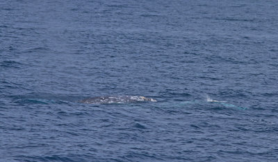 IMG_3762_WhalePair.jpg