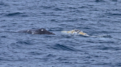 IMG_3773_WhalePair.jpg