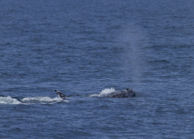 IMG_3780_WhaleSpout.jpg
