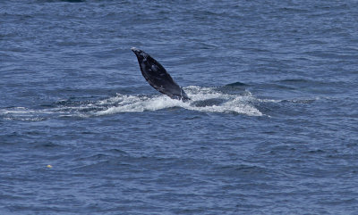 IMG_3783_WhaleFin.jpg