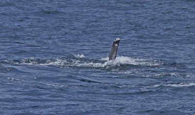 IMG_3785_WhaleFin.jpg