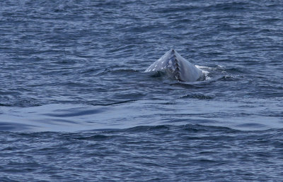 IMG_3793_WhaleBack.jpg