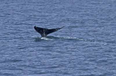 IMG_3800_WhaleFluke.jpg