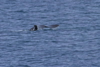 IMG_3803_WhaleFluke.jpg