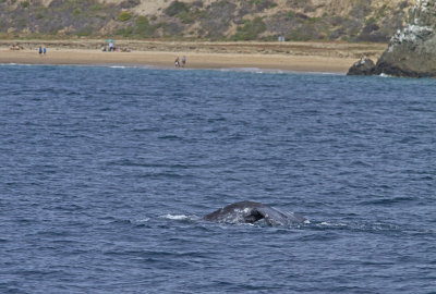 IMG_3817_WhaleFlukeBeach.jpg