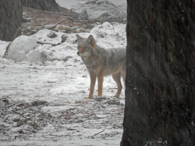 DSCN0293-CoyoteInFallingSnow.jpg