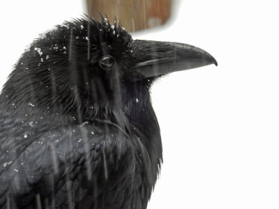 DSCN0304-RavenFallingSnow.jpg