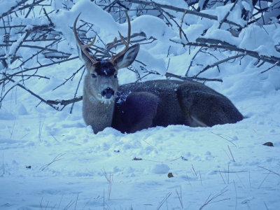 DSCN0380-DeerOnGround.jpg