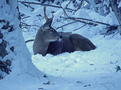 DSCN0381-DeerOnGround.jpg