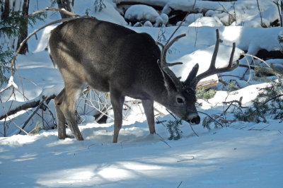 DSCN0385-Deer2.jpg