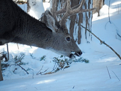 DSCN0391-Deer2.jpg