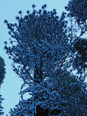 DSCN0436-TreeTenayaCyn.jpg