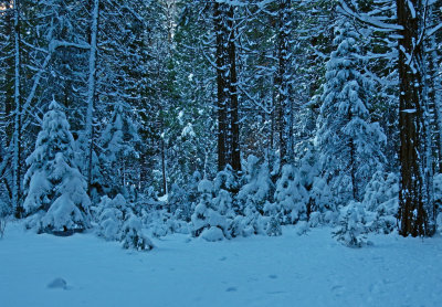 DSCN0437-SnowyTrees.jpg