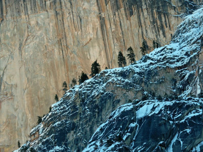 DSCN0476-TreesOnHalfDome.jpg