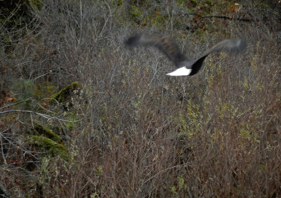 DSCN0525-EagleFlyingAway.jpg