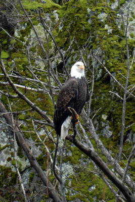 DSCN0520-BaldEaglePerched.jpg