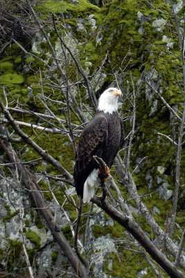 DSCN0521-BaldEaglePerched.jpg