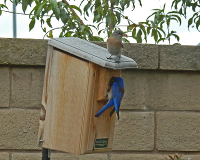 Blue Birds Feeding, May 2016