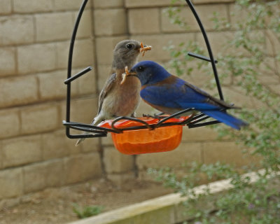 FemaleMaleBluebirdsWithWorms_DSCN0853.jpg