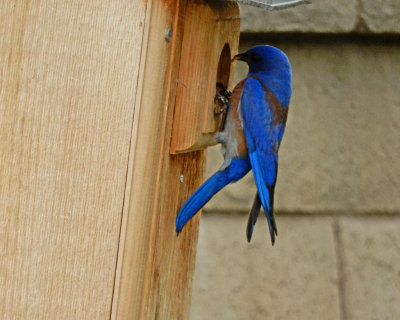 MaleBlueBirdFeedingAtHouse_DSCN0848.jpg