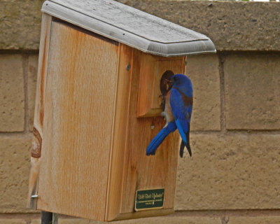 MaleBlueBirdFeedingAtHouse_DSCN0876.jpg