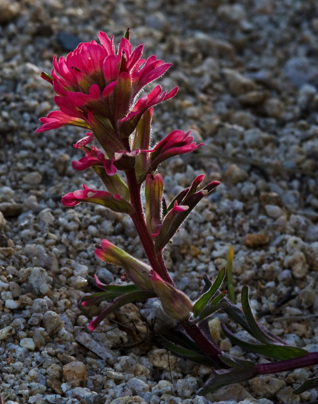 DSC_2643a.jpg