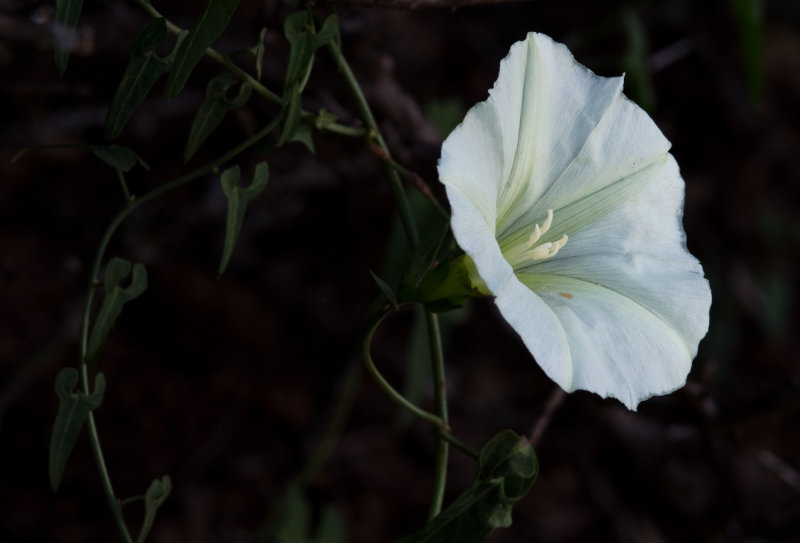 DSC_2822a.jpg