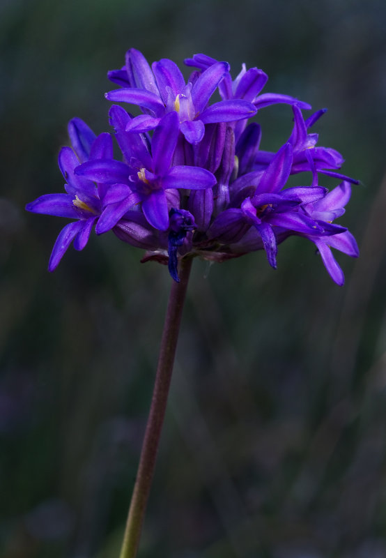 DSC_2841a.jpg