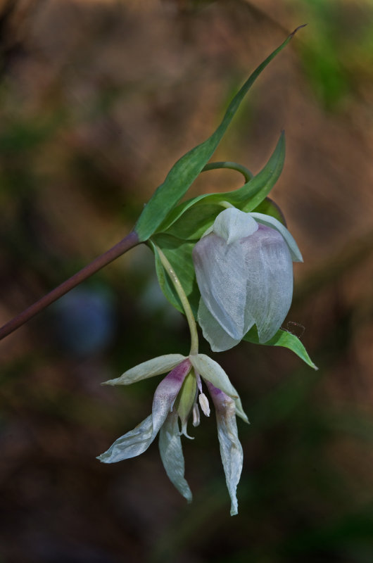 DSC_2915a.jpg
