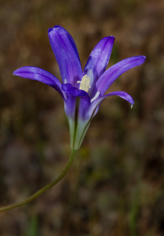 DSC_3013a.jpg