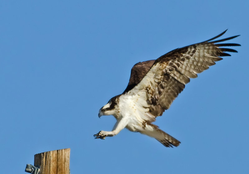 DSC_3345a.jpg