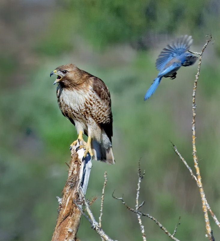 DSC_4462a.jpg