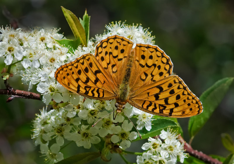 DSC_4842b.jpg