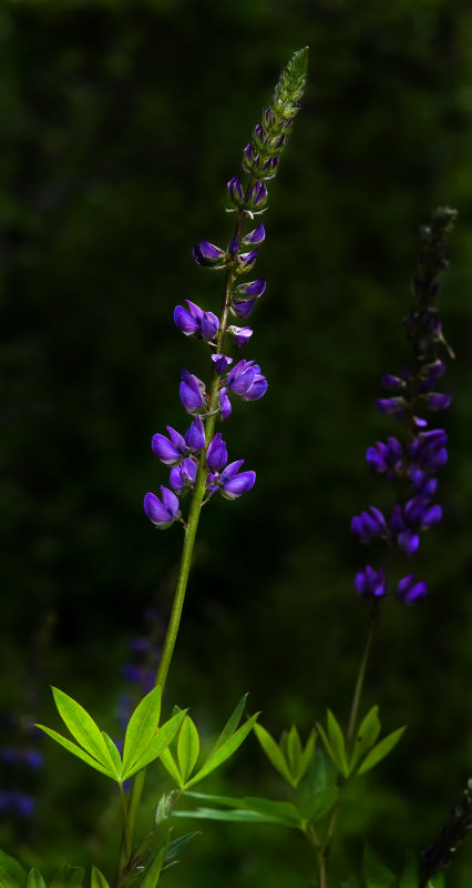 DSC_4990a.jpg