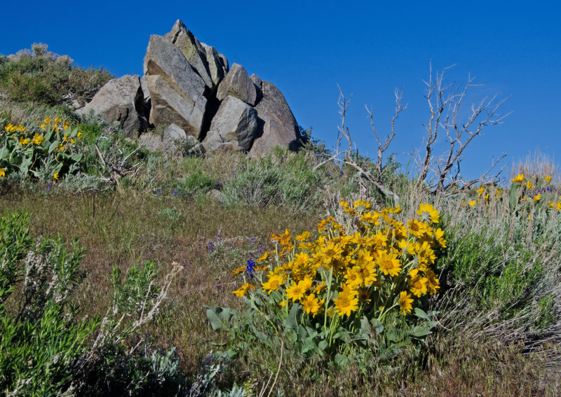 DSC_5172a.jpg