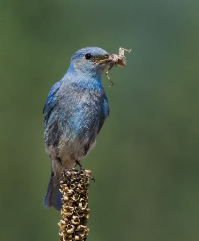 DSC_1662a.jpg