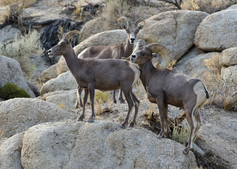 DSC_4356a.jpg