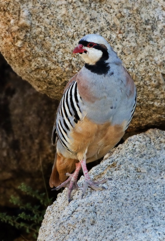 DSC_5714a.jpg
