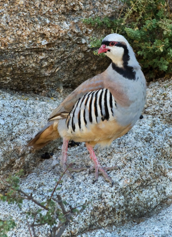 DSC_5775a.jpg