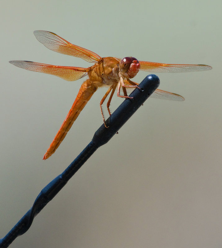 DSC_5834a.jpg