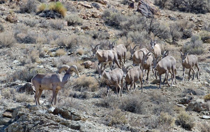 DSC_6032a.jpg